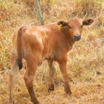 Fazenda Don Aro, bezerro