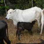 Fazenda Don Aro, vacas e bezerros