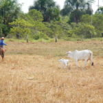 Fazenda Don Aro, Trabalho