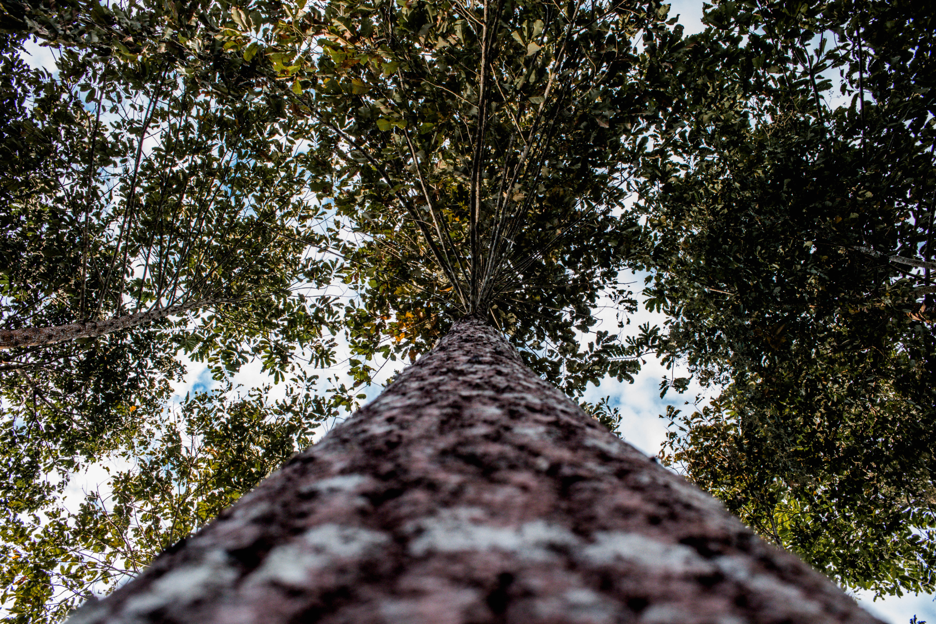 Fazenda Don Aro, Árvore de Castanheira